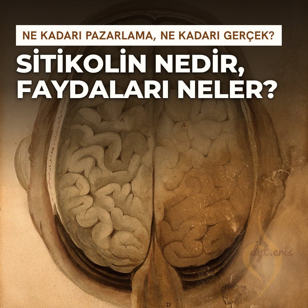 Üstten görülen insan beyni ve kıvrımları, 1820'lerden bir anatomi suluboyası